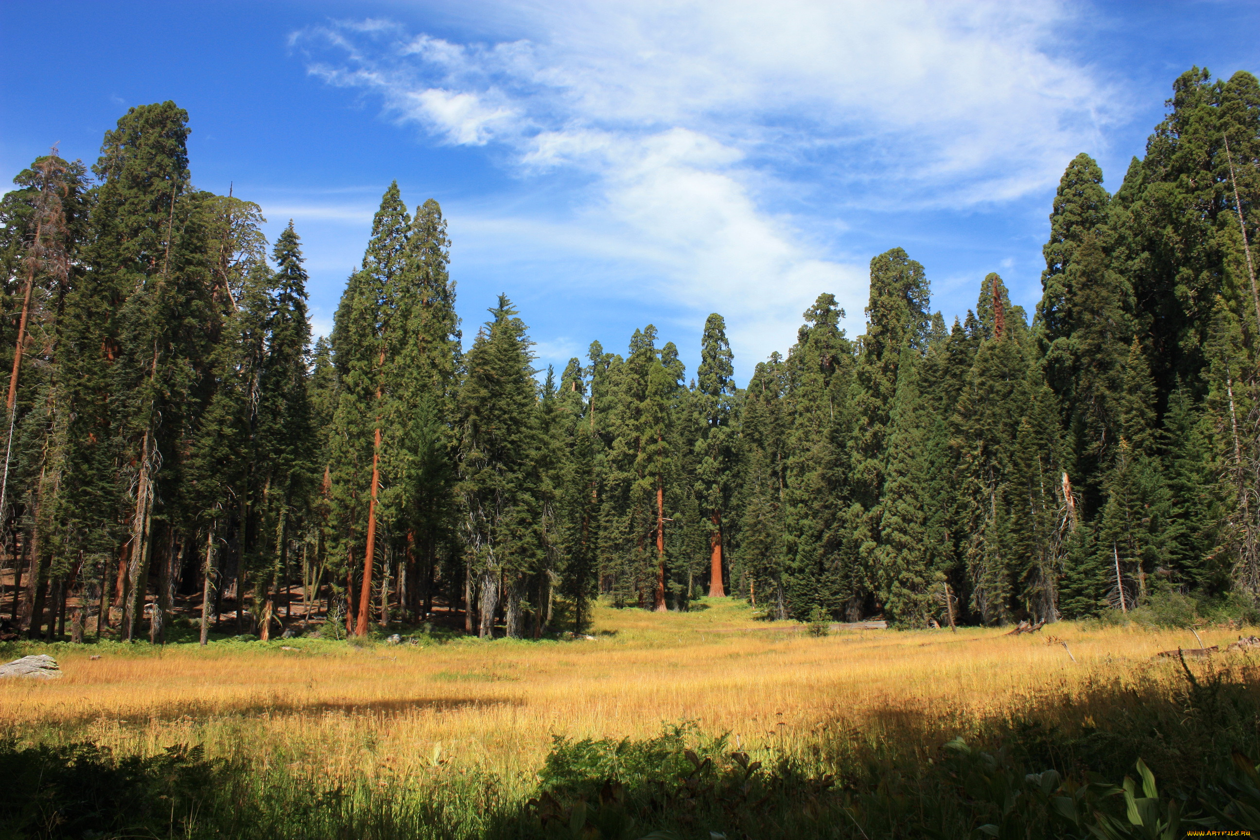 sequoia national park california , , , sequoia, park, , , 